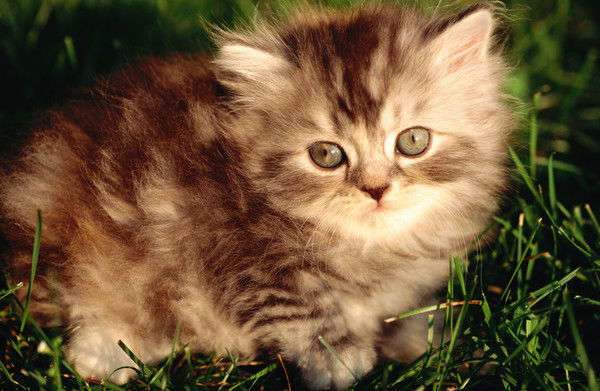 Евгения Вершинина