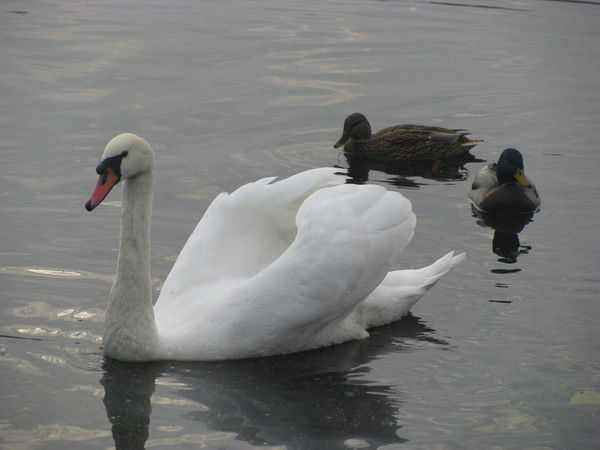 Наталья Троц