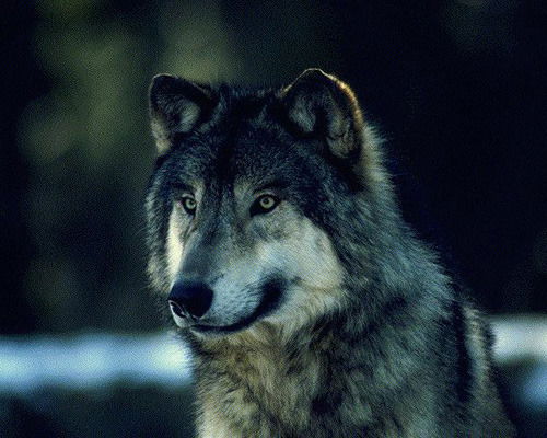 Алексей Волков