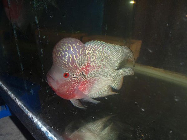 Сергей Исаченко