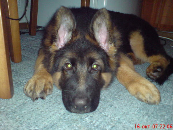 Антон Семёнкин