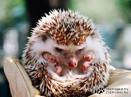 Александр Лаушкин