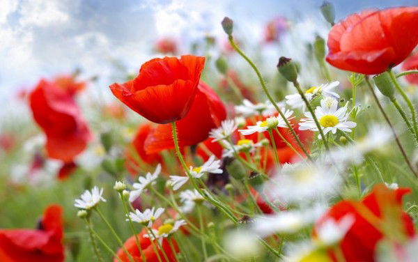 Евгения Герингер