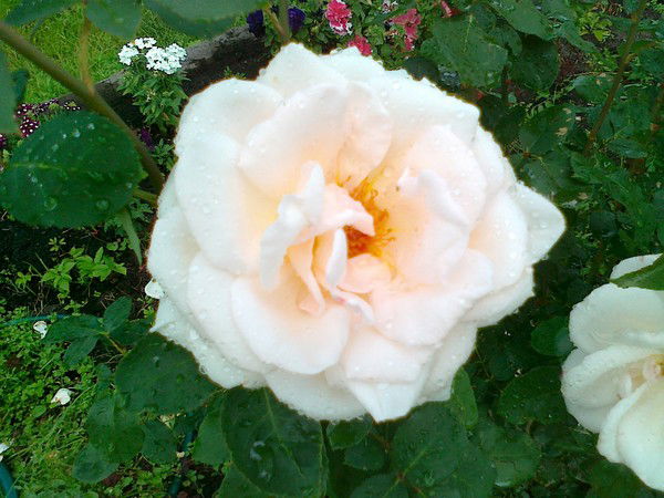 Ирина Некрасова