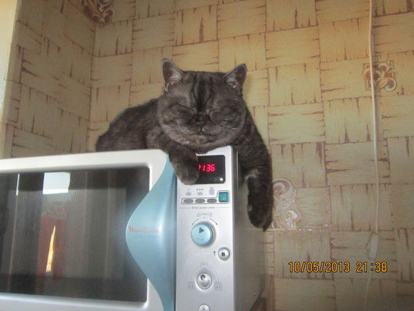 Светлана Евдокимова