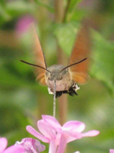 Александр Давыдов