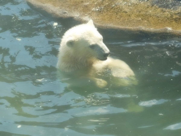 Елена Баранова