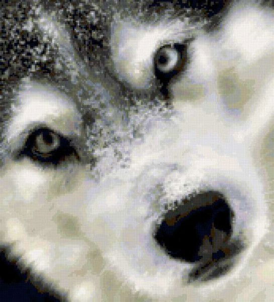 Дашка Волчонок