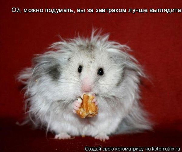 Елена Елена