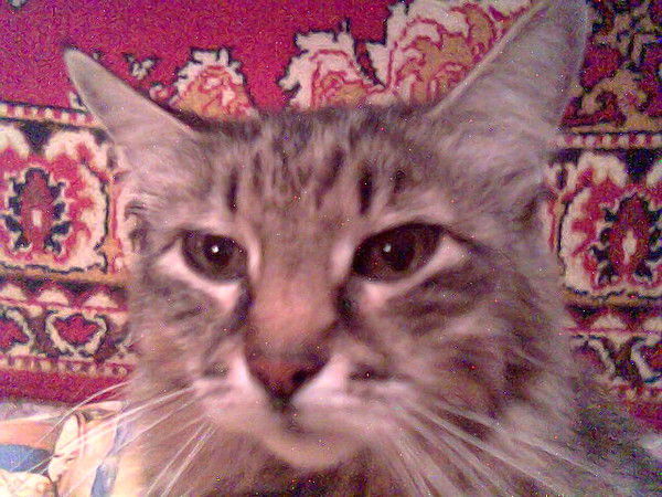 Светлана Барабанова