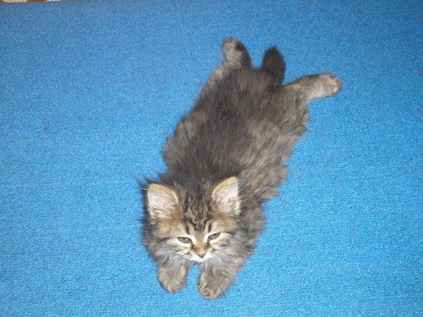 Саша Махновский