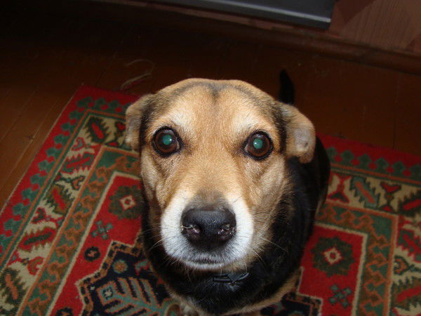 Светлана Денисова