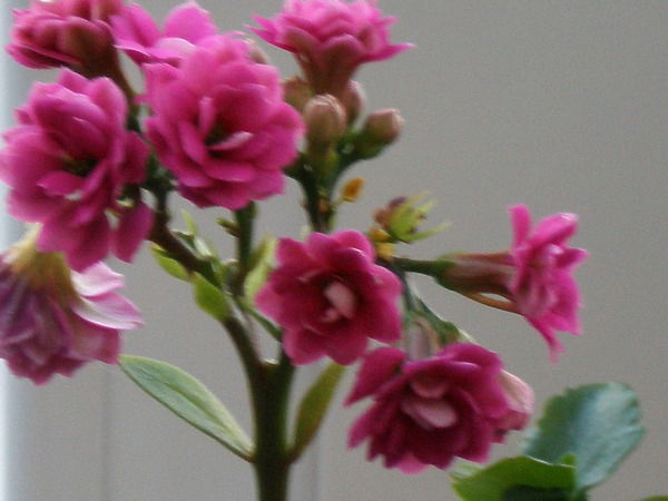 Ирина Фатеева