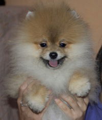 Юлия Каралевишна