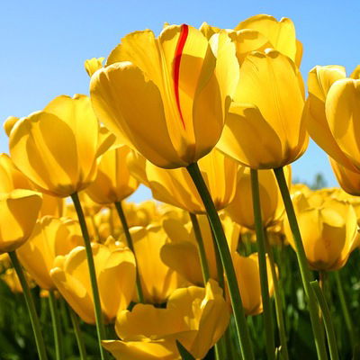 Наташа Фролова