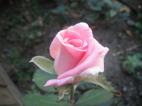 Елена Нубарян