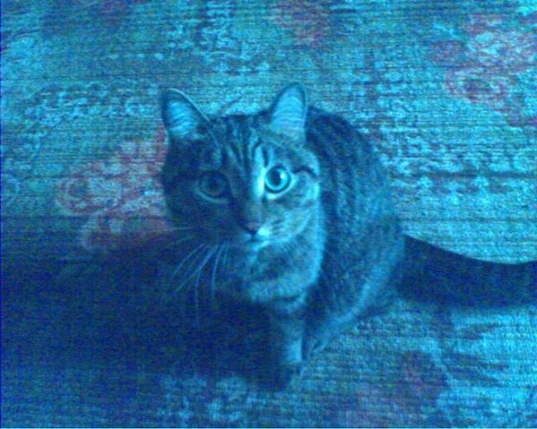 Антон Андреев