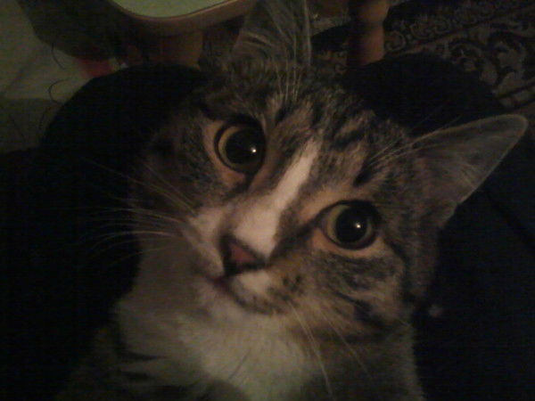 Крокодил Гена