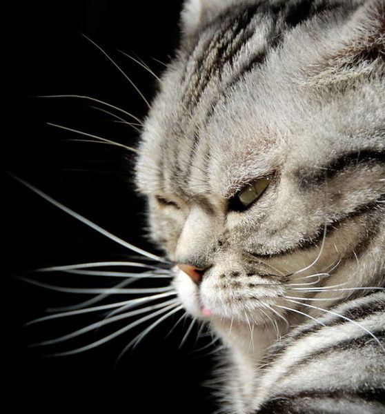 Тимофей Рогозян