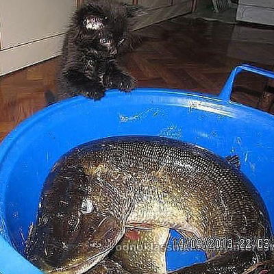 Денис Войтюк