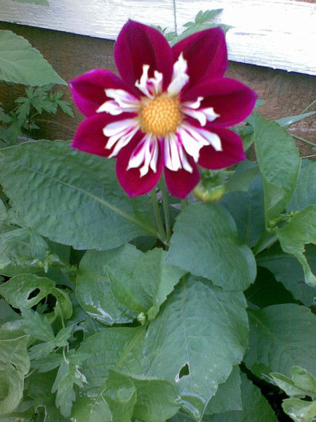 Светлана Федорова