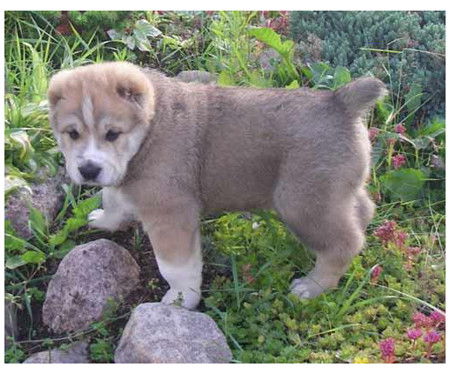 Нуркен Козыбаев