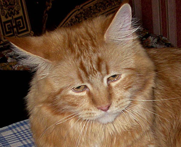 Виталий Виталий