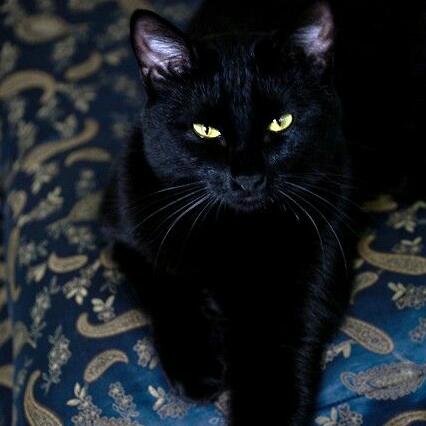 Наталья Дмитриева (Суходолова)