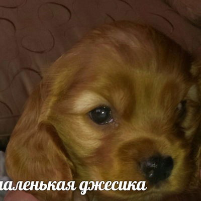 Настя Самойлова