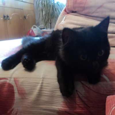 Даниил Коротаев