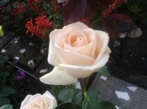 Нина Шепелева