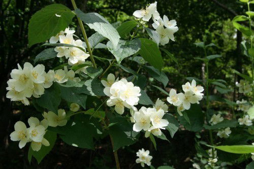 Яна Михаленко