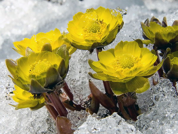 Ирина Мусина