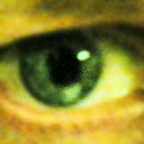 Александр Цимерский