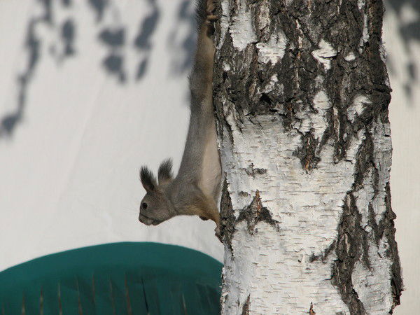 Владимир Вершков