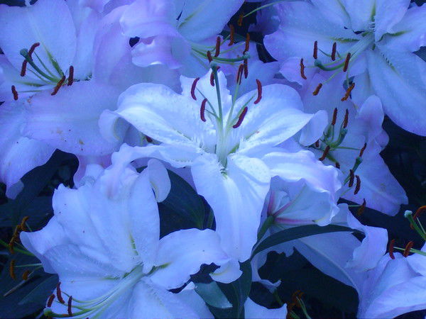 Вера Литвинова