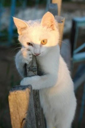 Людмила Малышева