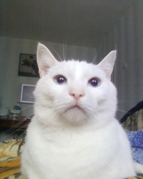 Лиза Пуркина