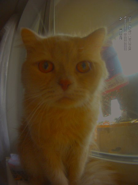 Денис Чикулаев 46