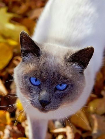 Александр Шолохов