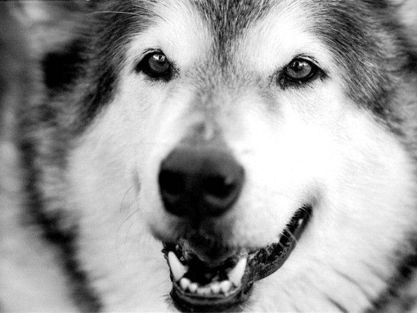 Михаил Медведев