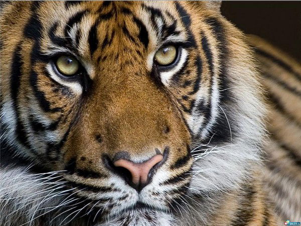 Виктор Стариков