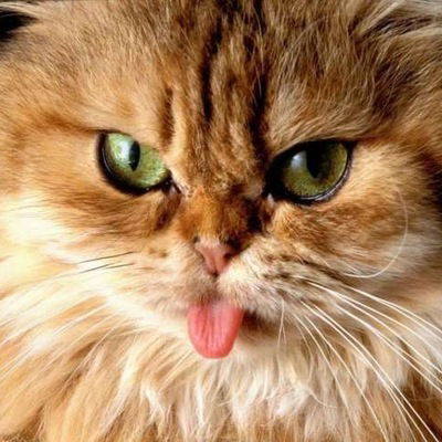 Анастасия Малашенко