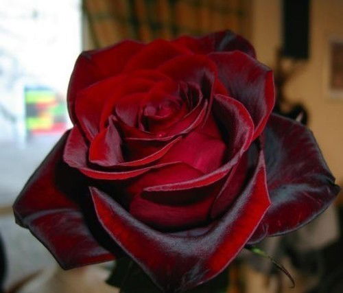 Гульназ Исова