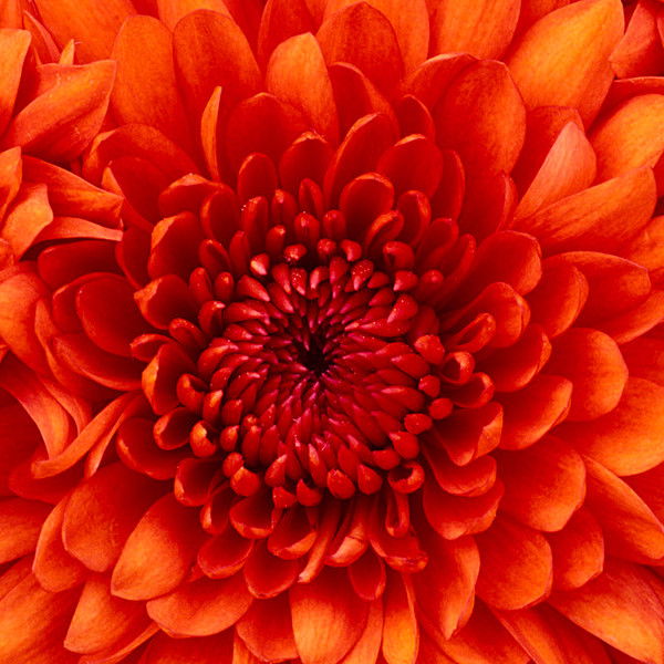 Елена ?????????»?°