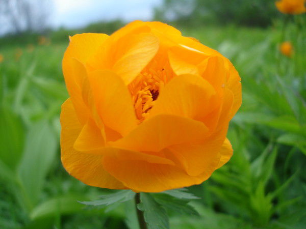 Колмагорова Галина