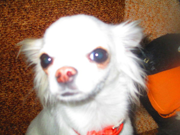 Ирина Черкашина