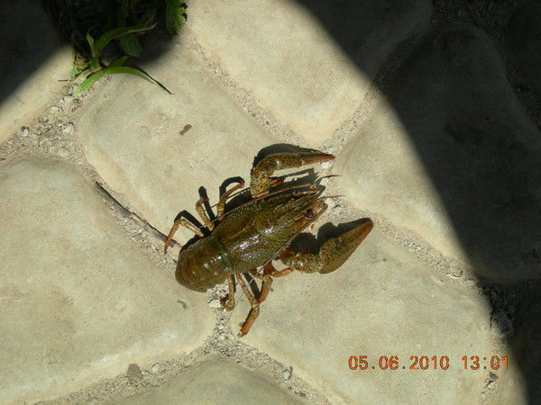 Виктор Хомяков