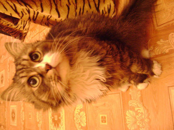 Ольга Ворончихина