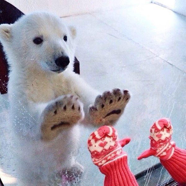 Светлана Писарева